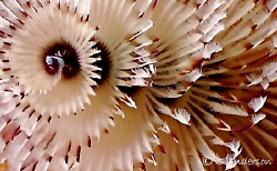 This photo of a Christmas Tree Worm has just been cropped... by Steven Anderson 